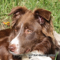 Astra Breagh, Red and white medium coated border collie